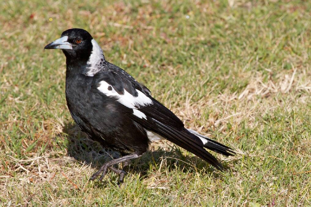 A warning has been issued to residents that magpie swooping season has begun. Image supplied.