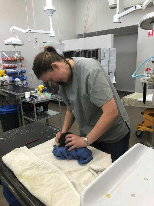 Busselton Vet Hospital doctor Kerri Jurgens attended to an injured critically endangered western ringtail possum on Sunday.