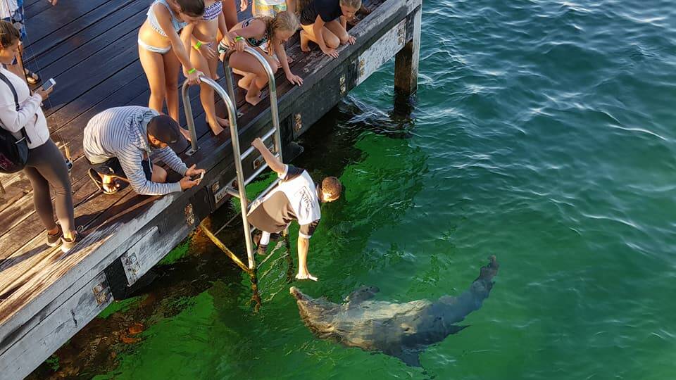 A dolphin delights visitors to the Busselton Jetty. Photo by Graeme Speak.