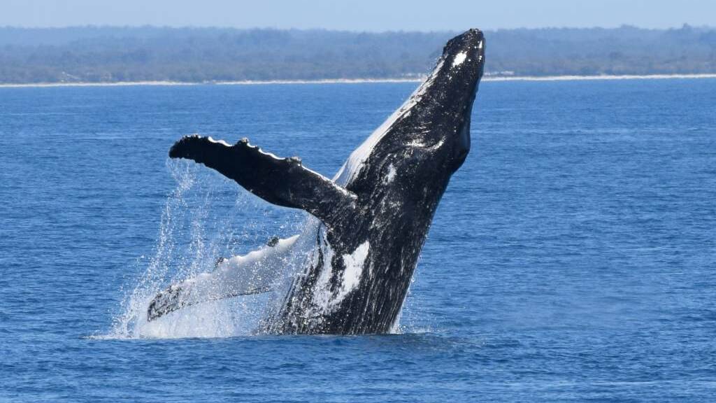 New whale rescue technology to be used off WA’s coast