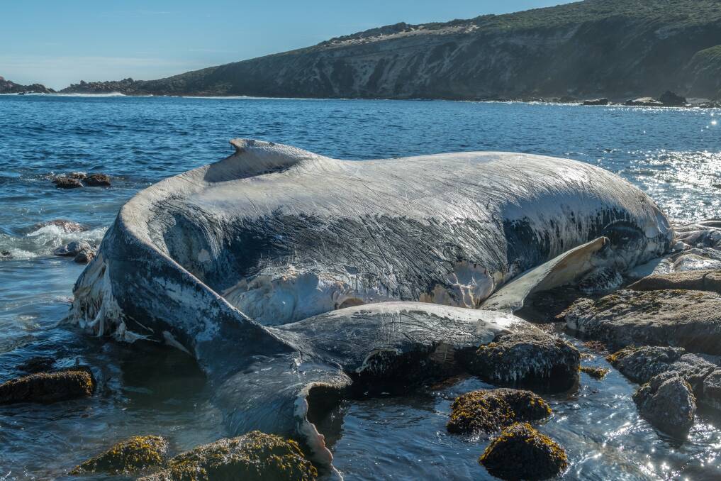 A whale carcass has washed up on the rocks at Wyadup, near Canal Rocks (top left) in Yallingup. Photo by Ian Wiese.