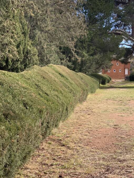 The hedge at St John's church in Reid. Picture: Tim the Yowie Man
