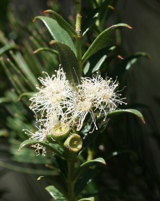 Flowers on the rare Mongarlowe Mallee. Picture: Supplied