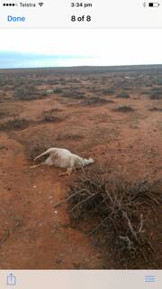 Freak hail storm kills 150 Boer goats