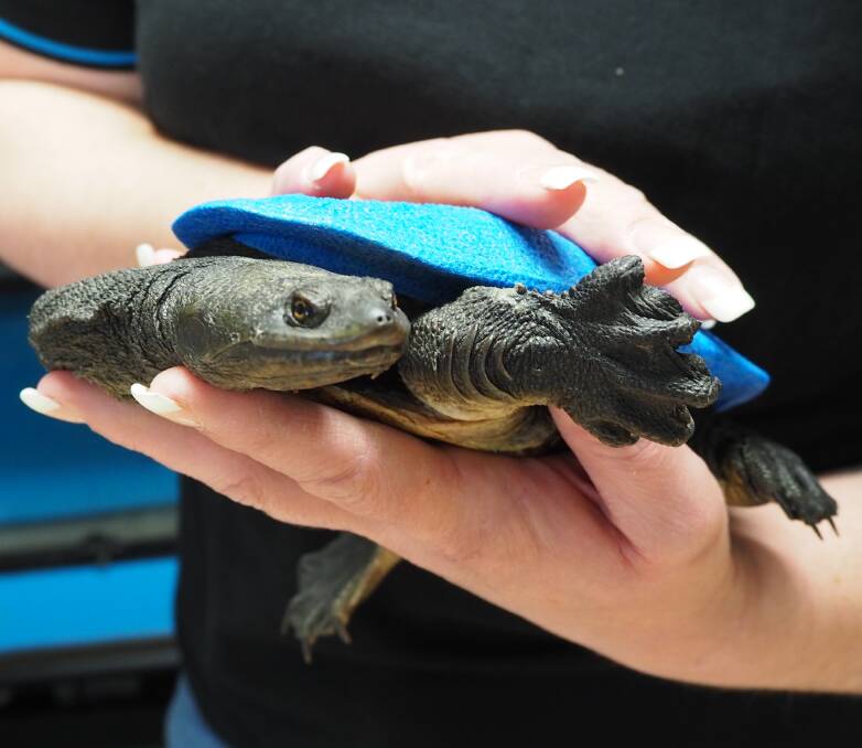 Frank the turtle, all bandaged up. Photo by Lily Yeang.