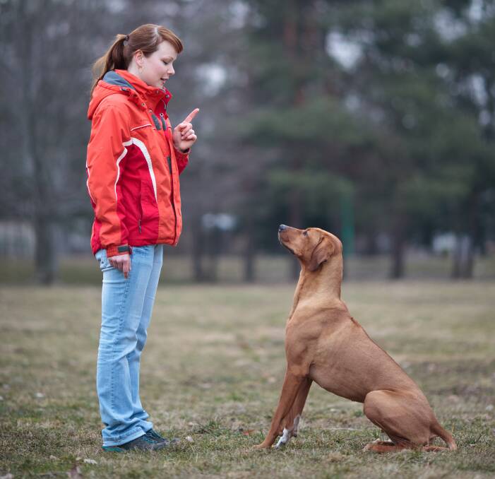 Start right: Setting the foundations with rewards-based training can help make sure your dog enjoys their training, and cement good behaviors.