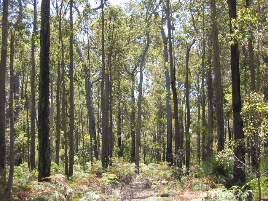 INDUSTRY: WA forestry contributes $1.4 billion to the WA economy annually and supports about 6000 jobs. Picture: File Image.