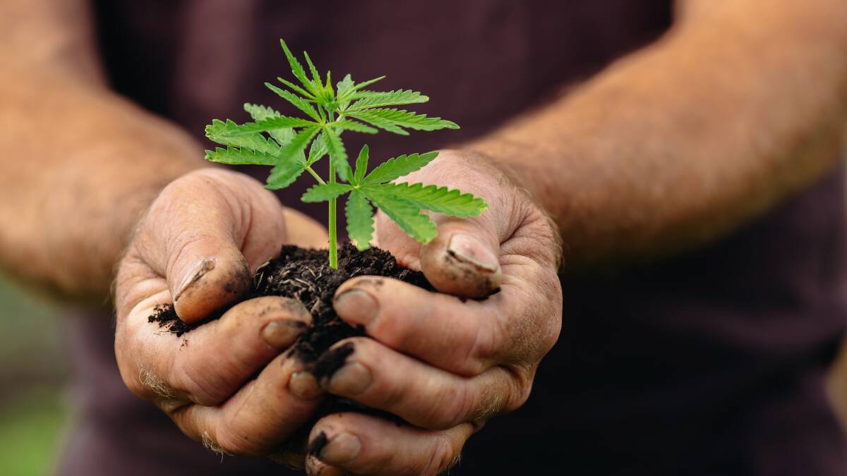 cannabis plant in hands generic
