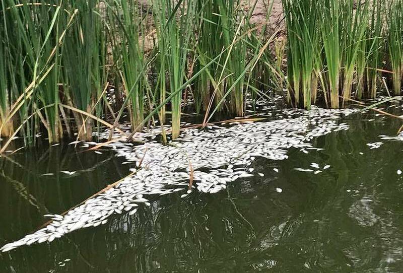 The coming summer will likely spur mroe mass fish deaths, the Water Miniser says.