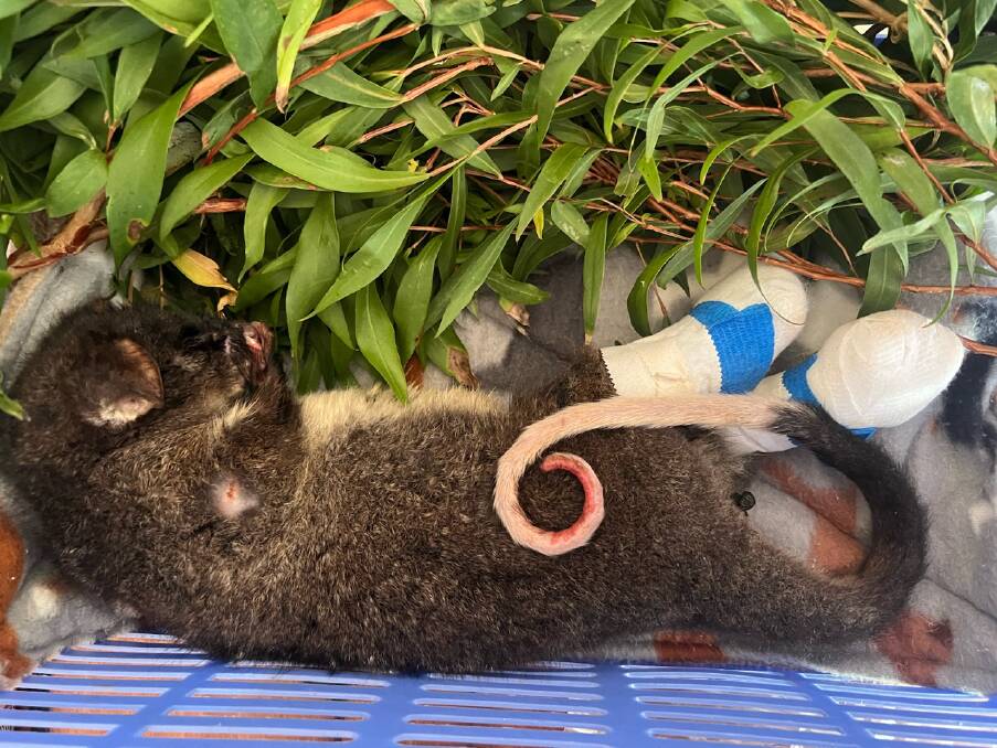 Recovery: This Western Ringtail Possum was taken to a vet with sever burns to its paws and tail. Picture: supplied.