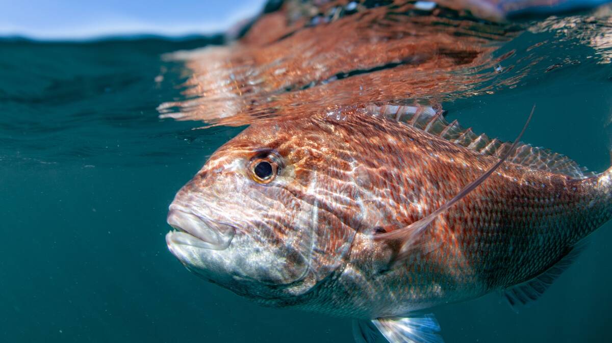Pink snapper are one of the species used to indicate the health of the West Coast Demersal Scalefish Resource through the latest scientific stock assessment. Photo is supplied.