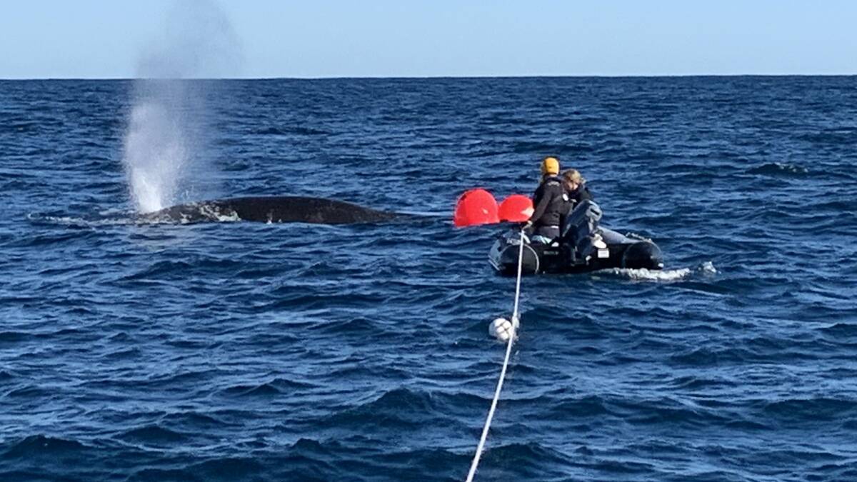 A ten metre humpback whale needed to be disentangled off the coast of Two Rocks. Photo supplied.