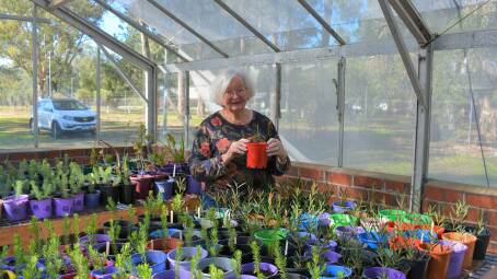 Nursery: Ludlow Tuart Forest Restoration Group committee member Evelyn Taylor with a Tuart seedling in the newly restored nursery. Picture: Jemillah Dawson.