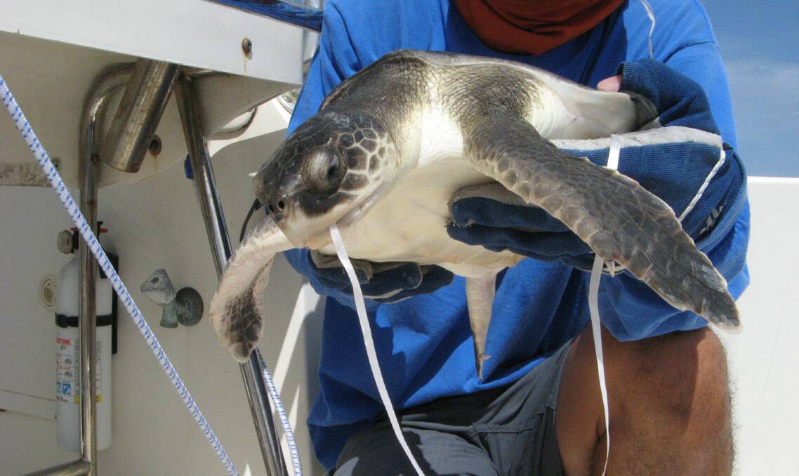 A green sea turtle in care after ingesting a balloon. Photo courtesy of Blair Witherington. 