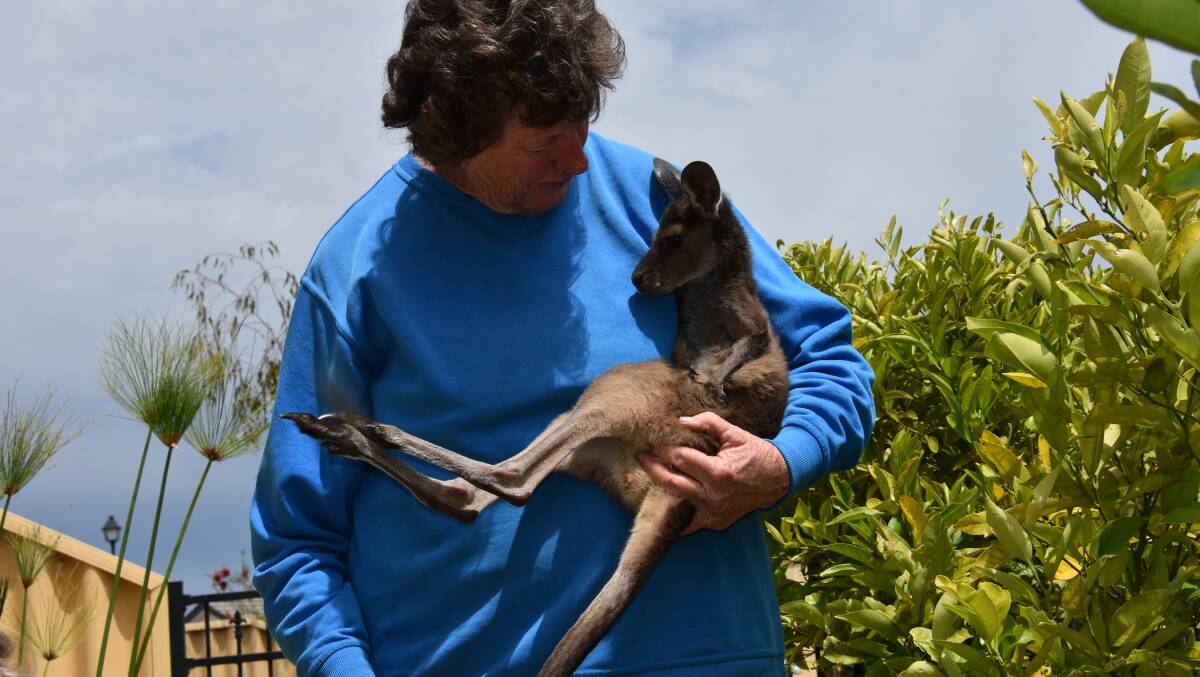 FAWNA volunteer Margaret has been a kangaroo carer for 43 years, joey George is eight months old and has just started to come out of his homemade pouch. Image Emma Kirk.