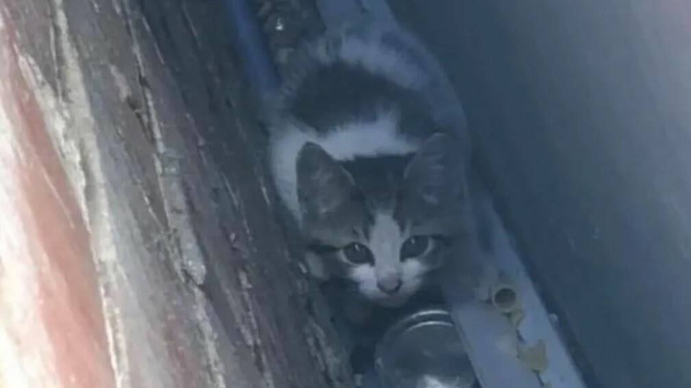 This kitten was found abandoned in a bin in Busselton's city centre. It was so scared it hid between the bin and the wall for four days. Image supplied.