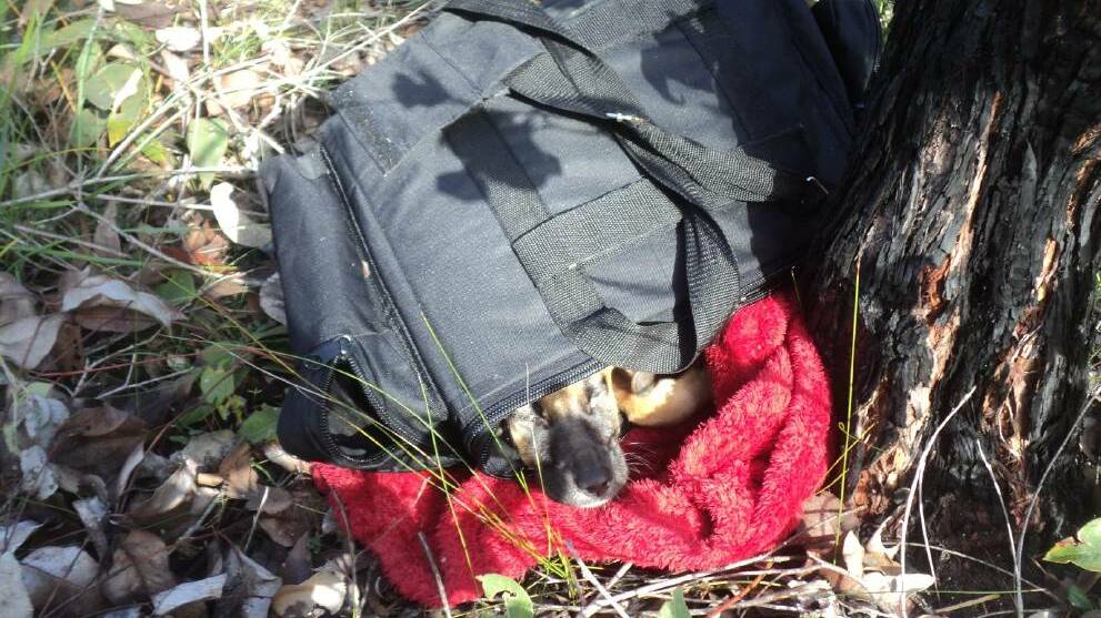 A Collie resident found a puppy inside a black bag that had been dumped on a vacant block of land at the corner of Porter and Baird Street in 2016. Photo: Supplied.
