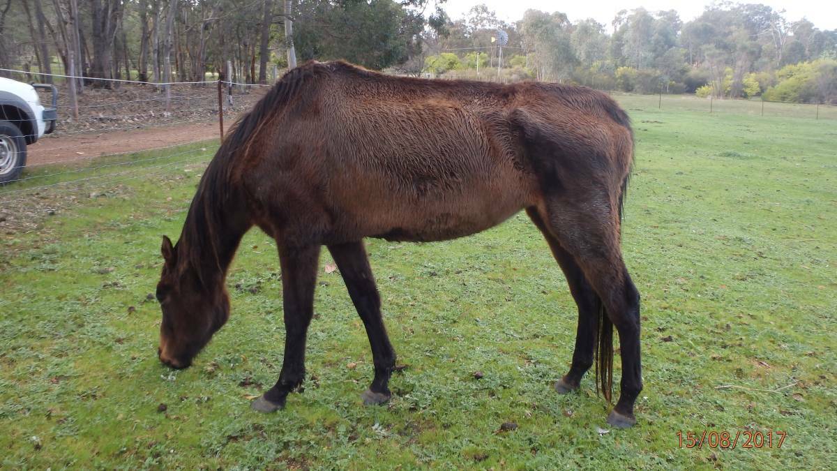 Last year the RSPCA WA Inspectors seized a starving horse from a Collie property with the assistance of the Shire of Collie rangers and Collie Riding for the Disabled Association. Photo: supplied. 