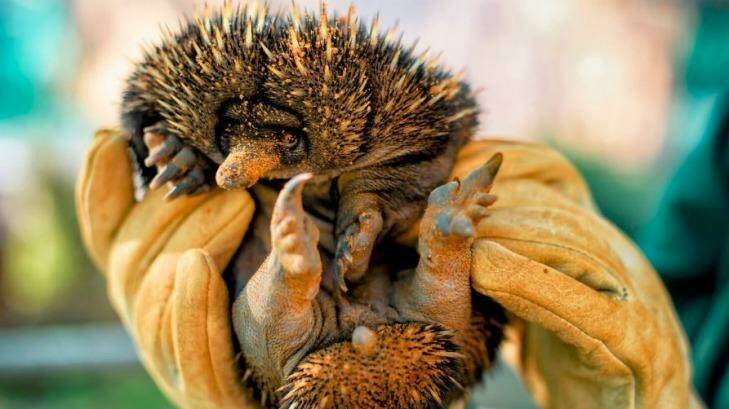 The 'puggle' is the second born to a pair of zoo-bred echidnas. Photo: Perth Zoo