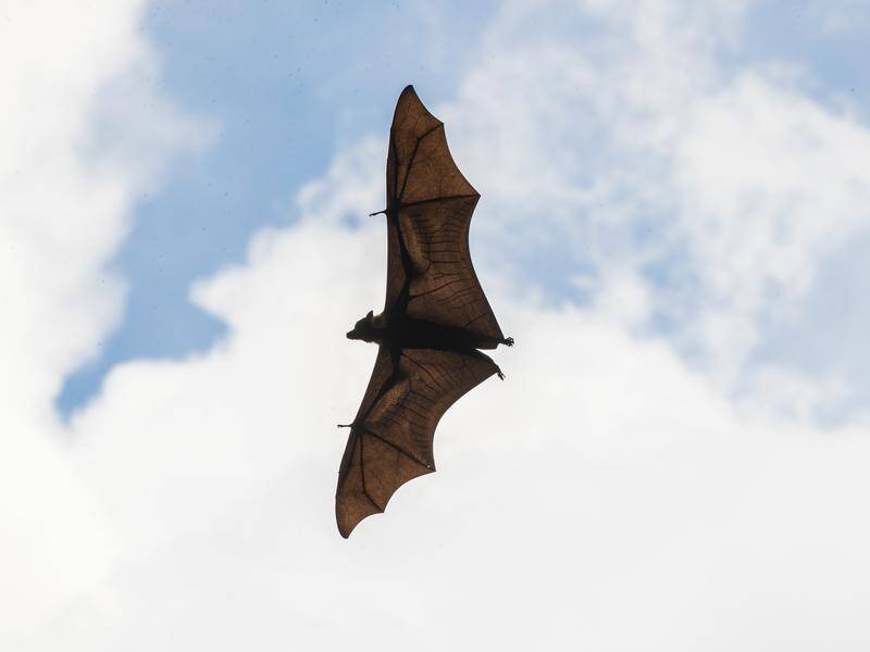 People are urged not to handle bats, which can carry the life-threatening but rare Bat Lyssavirus.