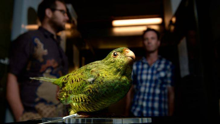 Kevin Rowe, senior curator of mammals at  Museum Victoria, and Nick Clemann, of the threatened fauna program, with a specimen of <i>Pezoporus wallicus</i>  the eastern ground parrot. Photo: Justin McManus