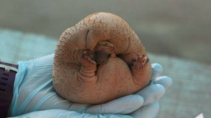 Echidna 'puggles' are born without spikes. Photo: Perth Zoo