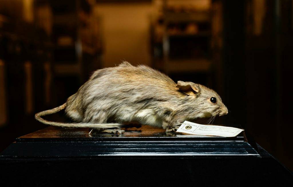 A specimen of <i>Leporillus apicalis<i>, the critically endangered lesser stick-nest rat, in the Melbourne Museum's collection of "whole body" specimens. Photo: Justin McManus