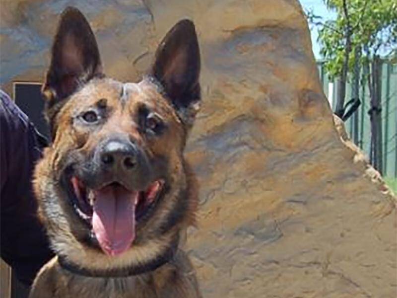 Bruce, the rookie police dog, sniffed out a burglar at a Melbourne school and bit him on the leg.