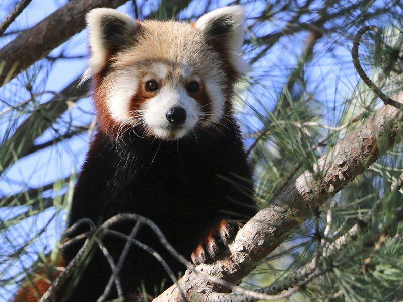 A study shows red pandas are divided into two distinct species.