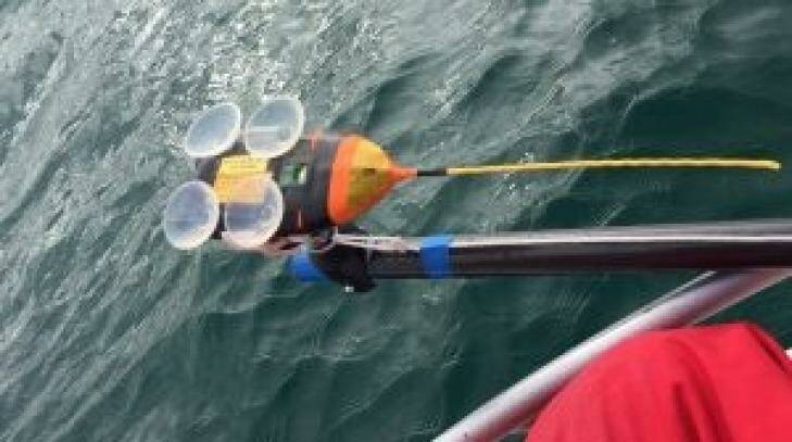 The suction cups researchers use to tag the whales with. Photo: Murdoch University