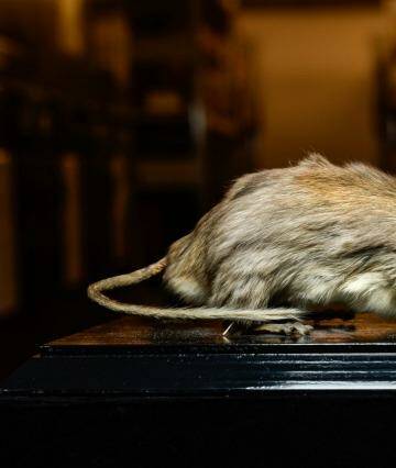 A specimen of <i>Leporillus apicalis<i>, the critically endangered lesser stick-nest rat, in the Melbourne Museum's collection of "whole body" specimens. Photo: Justin McManus