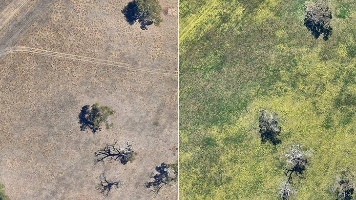 The images from 2015 show the difference in WA fields before and after winter rains. Photo: Nearmap