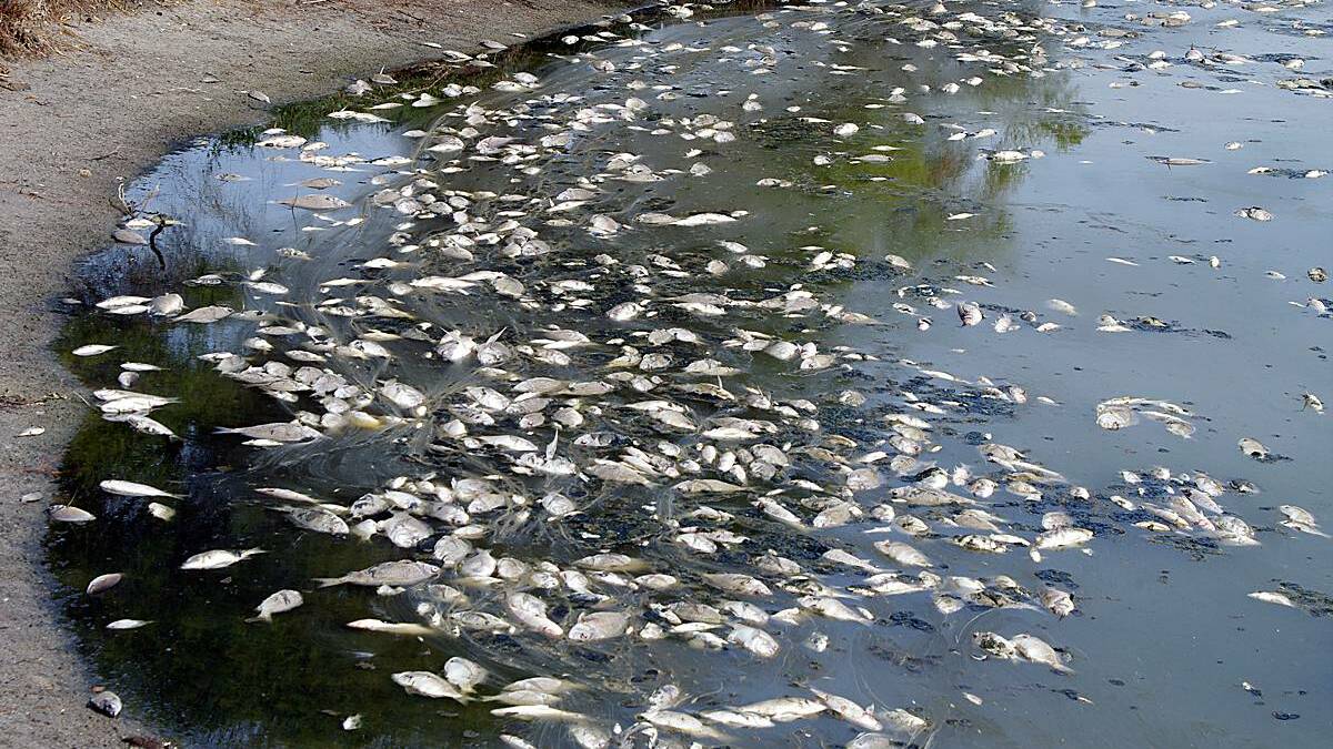 Thousands of fish were found dead in the Vasse estuary in April 2013.