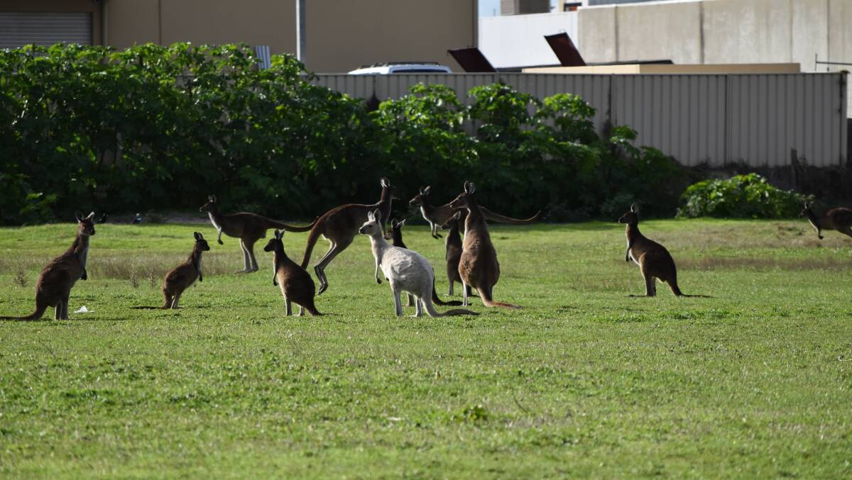 Residents have expressed concern about where these kangaroos will relocated to. 