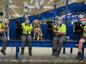 Successful applicants will receive foundation training in biosecurity, and will learn to handle detector dogs in various scenarios before deployment. Picture: Supplied