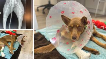 The kelpie named Sheila is believed to have fallen off a ute, with the owner claiming to have resorted to home remedies to attempt to treat her. Pictures supplied. 