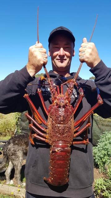 Stoney Stonehouse has had a great run of recent catches, nabbing a huge cray weighing in at approximately 3.593 kilograms. 