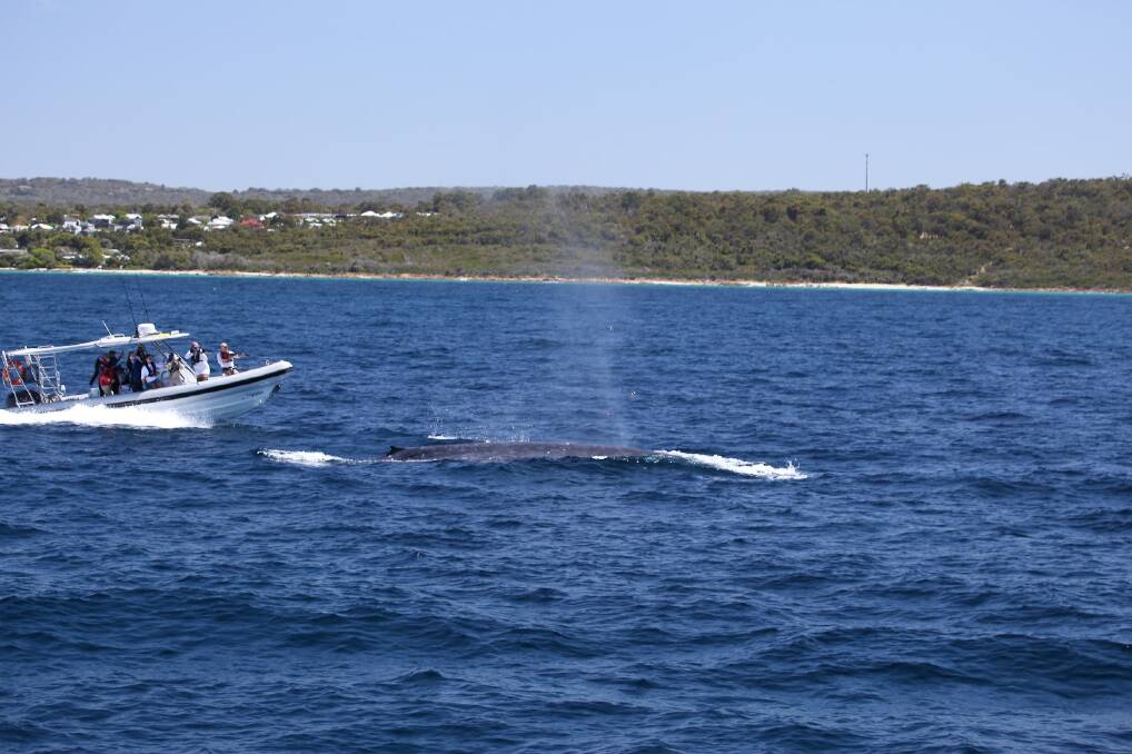 The tagging team preparing to tag a blue whale not far off Dunsborough. The shallow, clear waters help to make the difficult tagging process easier. Picture supplied. 