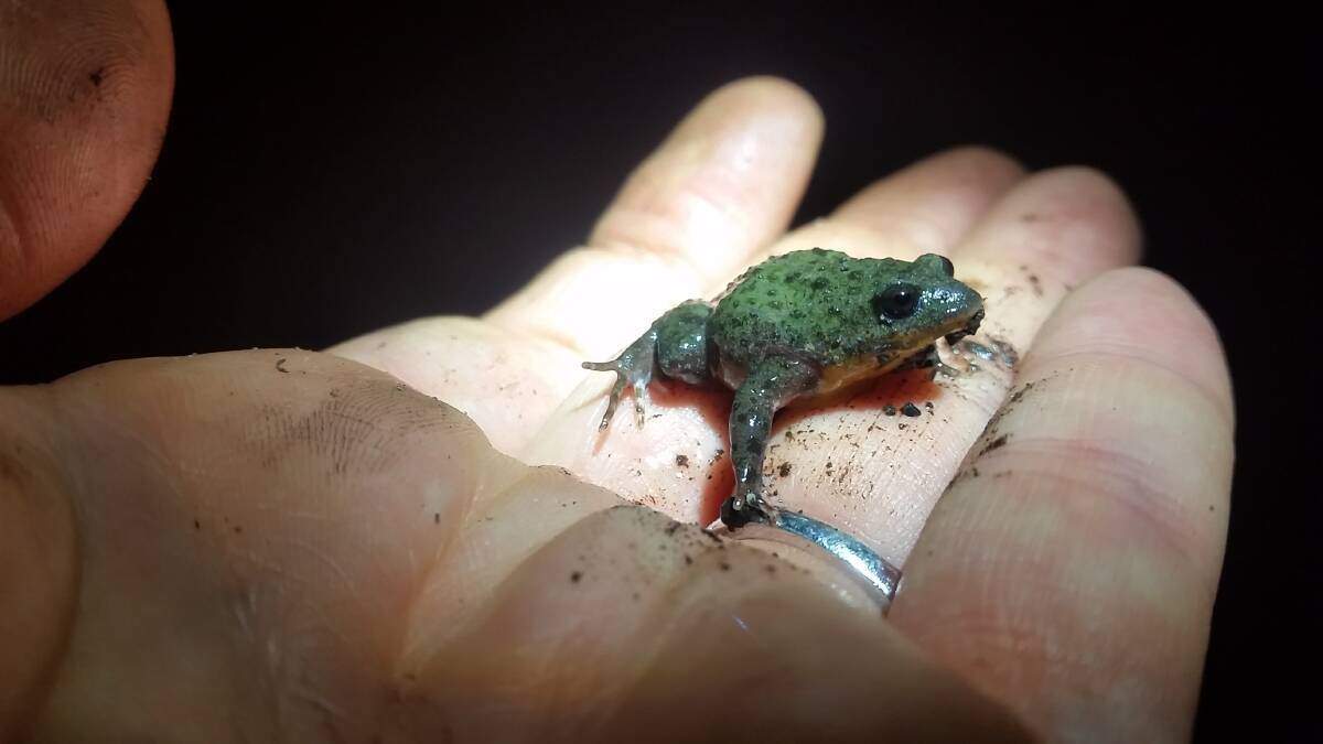 Two new populations of the threatened orange-bellied frog (Geocrinia vitellina) have been discovered in the Blackwood River National Park. 