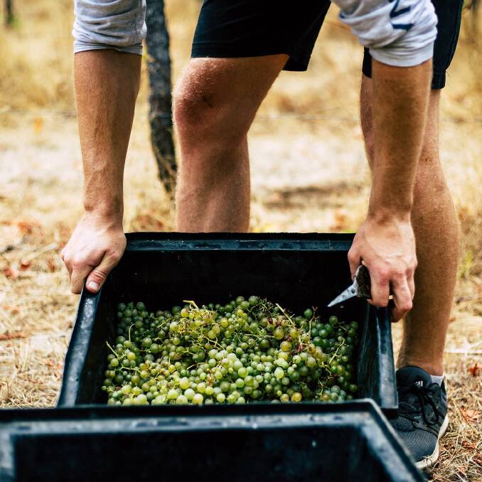 Wineries across the region are facing challenges, but had a brighter harvest than other regions in Australia. 