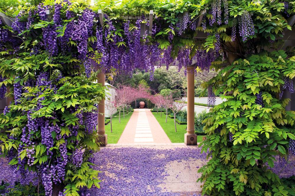 Wistful wisteria walk: The Heavenly Hydrangea Garden Party will take place on Saturday 25th January at the Margaret River Secret Garden. 