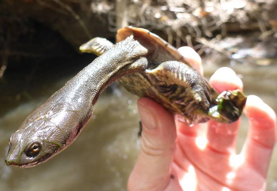 A juvenile snake-neck turtle. Photo supplied by DWER Healthy Rivers South-West