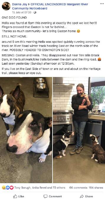 Desperate to find their dogs, Donna and Mick put the call out on social media, with their posts being shared hundreds of times. 