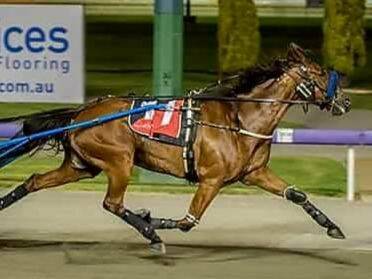 Great effort: Sunny Little Wiz continues to race strong for Barry Howlett. Photo: Supplied.