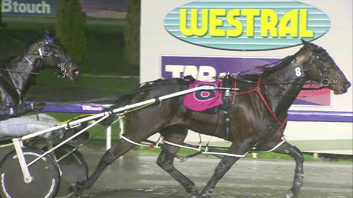 Son Of A Tiger, an impressive winner on Friday night at Gloucester Park. Photo: Supplied.