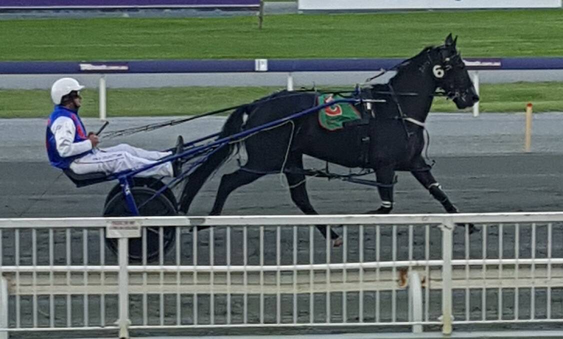 Fine form: Fanci A Dance warming up before the first race at Gloucester Park. Photo: Robert Hayward.