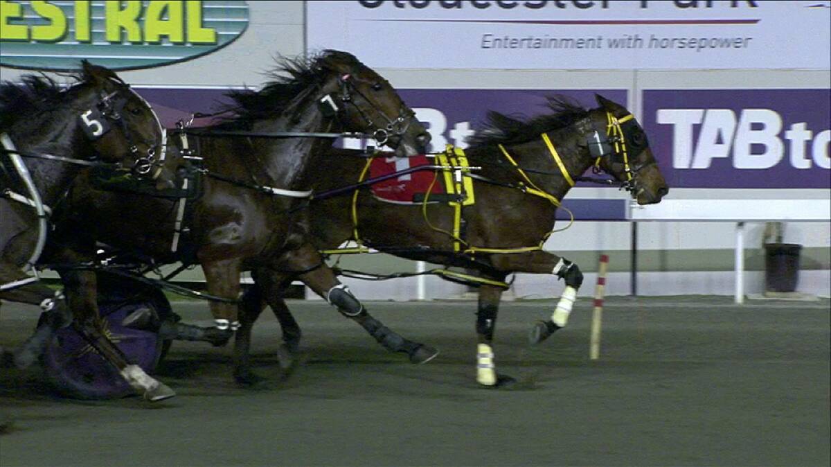Fantastic effort: Busselton's Hello Hotshot just failing to grab Majorpride at Gloucester Park on May 24. Photo: Supplied. 
