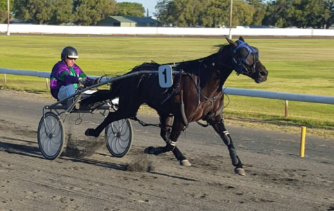 Winning run: Call Me Ernie has been in devastating form this season. Photo: supplied.
