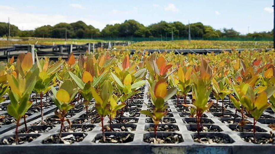 Forest in the making: Tuart seedlings under propagation in readiness for re-planting program. Photo: supplied. 