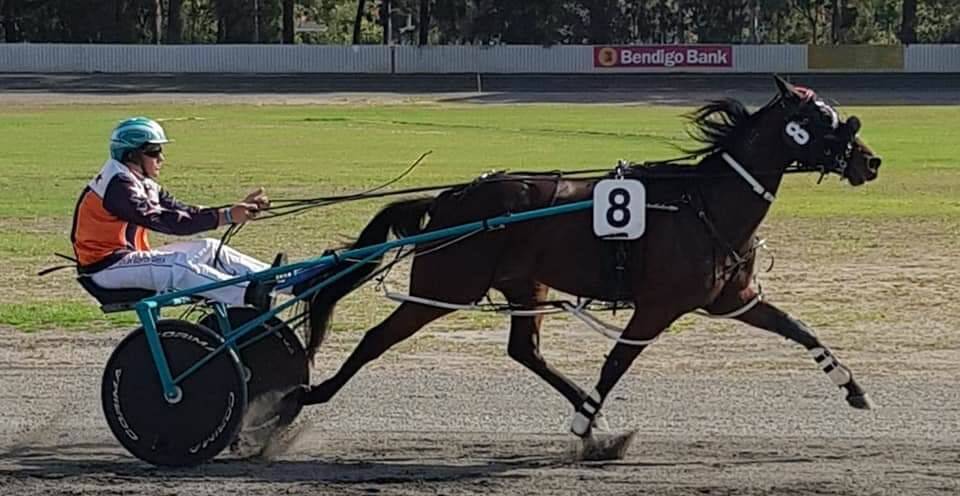 Strong run home: Sammys Ideal, pictured here winning at Collie, won again on Saturday night in Bunbury for trainer Micheal Callegari. Photo: Supplied.